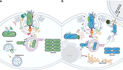 Frontiers Subversion Of Host Cell Signaling The Arsenal Of